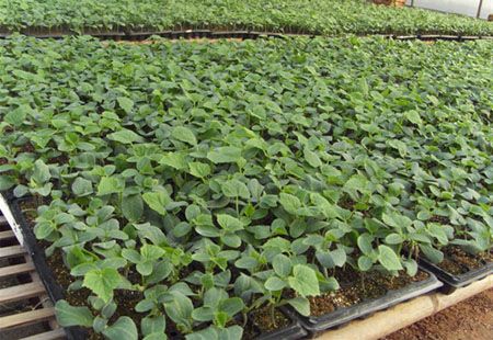 常年預(yù)定黃瓜苗，嫁接黃瓜苗