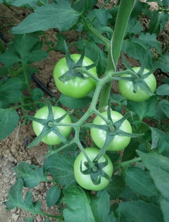 瑞恒種業(yè)2016年新西紅柿品種--愛(ài)國(guó)者，表現(xiàn)突出，各地捷報(bào)頻傳