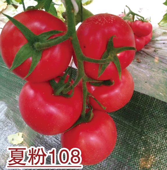 夏粉108