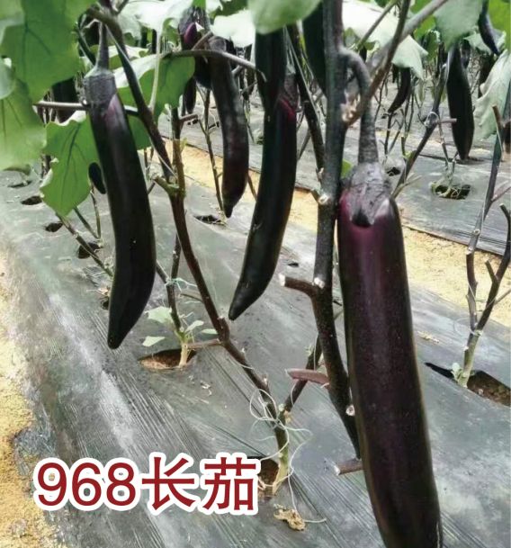 968長茄
